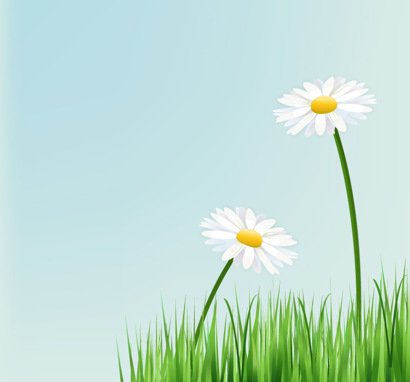 Beautiful white chrysanthemum vector material
