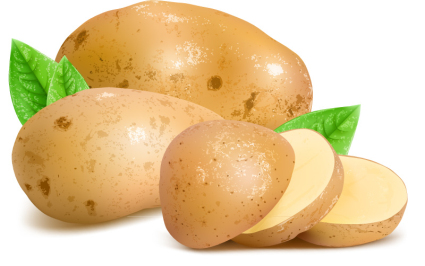 Fresh potatoes and slices vector material
