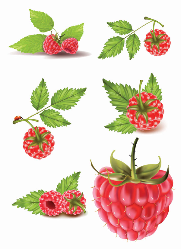 Red berries vector material
