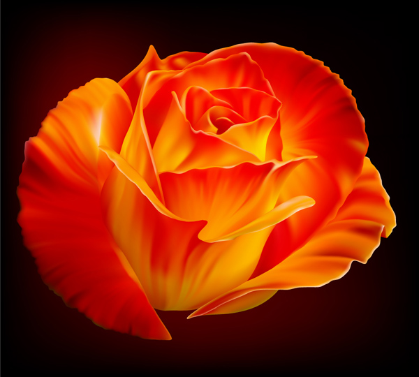 Roses vector material