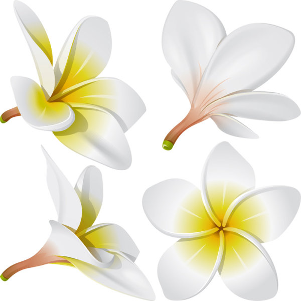 Realistic egg flower vector material -01