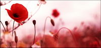 Red flower flower picture material