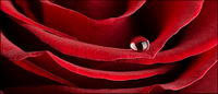 Big close-up picture of red roses material -4