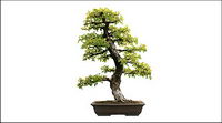 Potted picture material-4