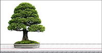 Potted picture material-3