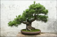 Potted picture material-1