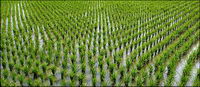 Food series picture material-3