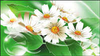 Beautiful flowers 03-- vector material