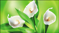 Beautiful flowers 02 - vector