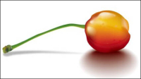 The realism Cherry Vector 