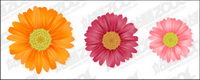 daisy vector