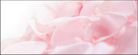 Soft pink rose petals