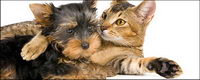 Small cat picture material-8