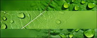 Full of water leaves the picture material