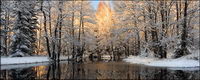 Snowmelt in the forest picture material