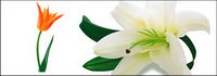 Tulips and lilies vector material