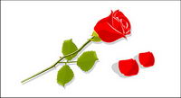 Red roses and petals