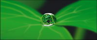 water on the Leaves vector material-2