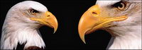AI realistic rendering of the Eagle